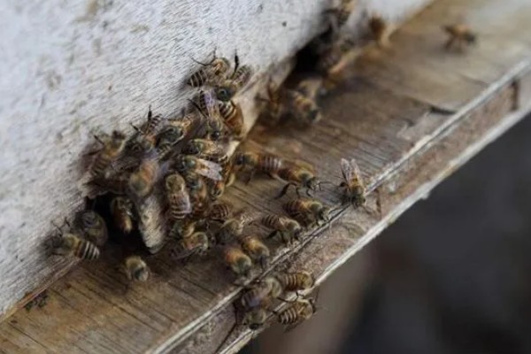 自然王台封盖几天出台,封盖8天左右之后就会出台