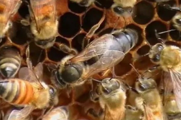 自然王台封盖几天出台,封盖8天左右之后就会出台