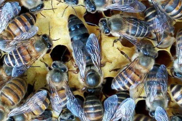 自然王台封盖几天出台,封盖8天左右之后就会出台