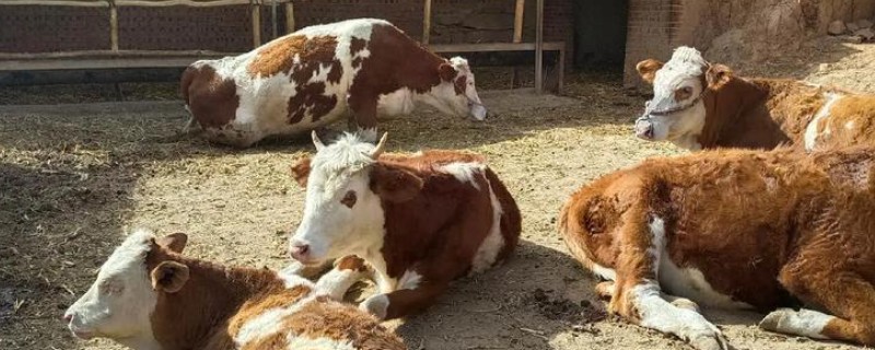 牛的养殖周期，一般在1-2年之间