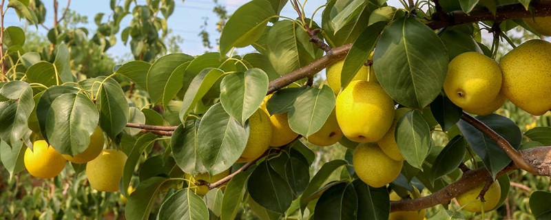 口感最好吃的梨，有皇冠梨、砀山酥梨等