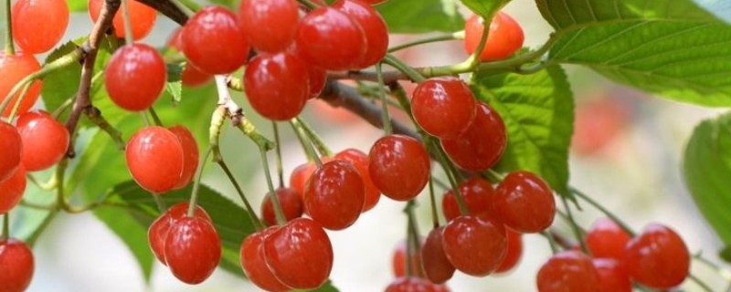 怎么养殖樱桃盆栽,追施腐熟的有机肥可促进生长