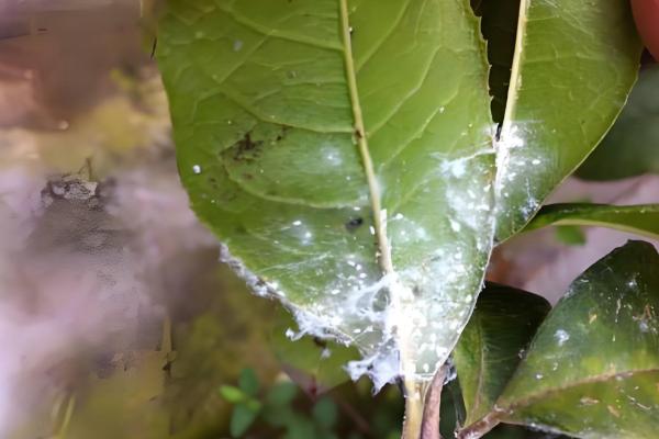 桂花白粉病的防治方法，剪除病叶并喷施三唑酮和粉锈宁