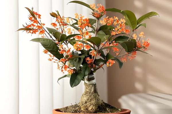 桂花白粉病的防治方法，剪除病叶并喷施三唑酮和粉锈宁