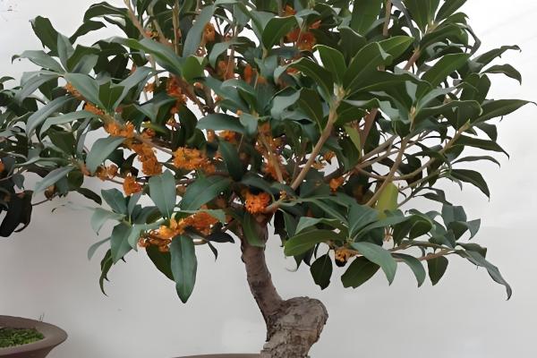 桂花白粉病的防治方法，剪除病叶并喷施三唑酮和粉锈宁