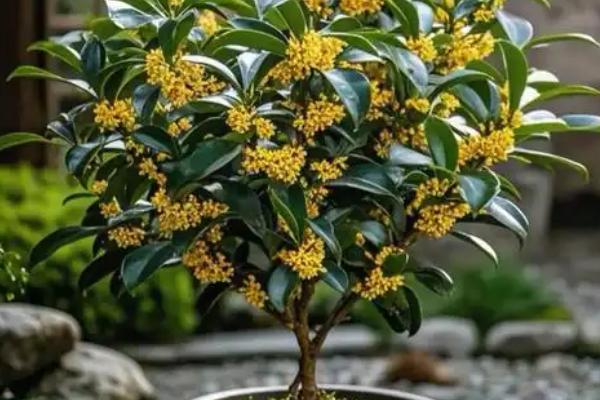 桂花白粉病的防治方法，剪除病叶并喷施三唑酮和粉锈宁