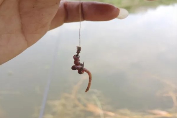 冬天什么时候钓青鱼，中午12点至下午2-3点左右较合适