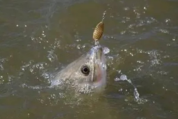 冬天什么时候钓青鱼，中午12点至下午2-3点左右较合适