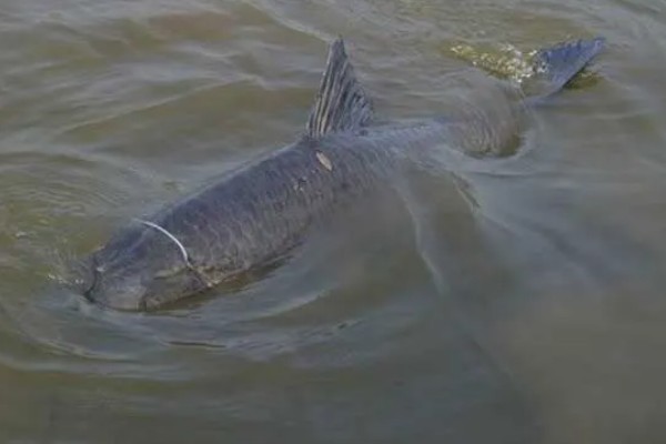 冬天什么时候钓青鱼，中午12点至下午2-3点左右较合适