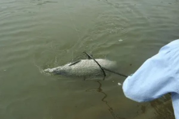 冬天什么时候钓青鱼，中午12点至下午2-3点左右较合适