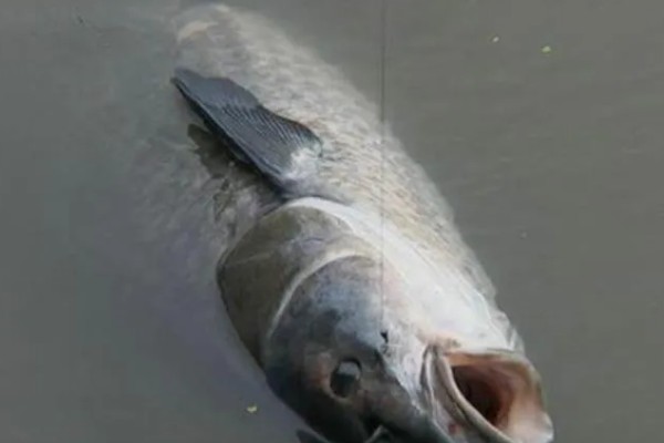 冬天什么时候钓青鱼，中午12点至下午2-3点左右较合适