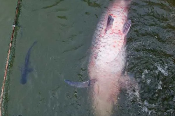 冬天什么时候钓青鱼，中午12点至下午2-3点左右较合适