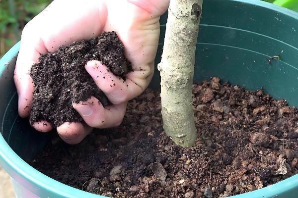 桂花白粉病的防治方法，剪除病叶并喷施三唑酮和粉锈宁