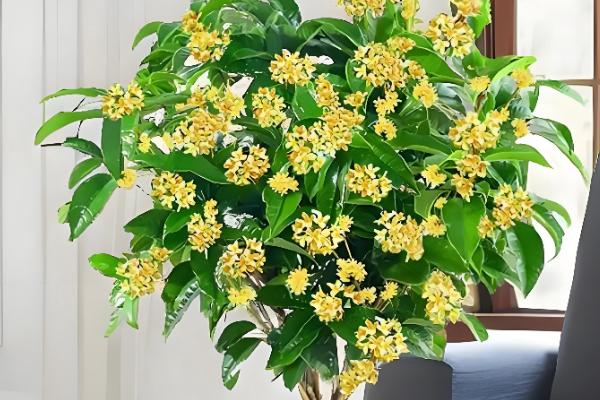 桂花白粉病的防治方法，剪除病叶并喷施三唑酮和粉锈宁