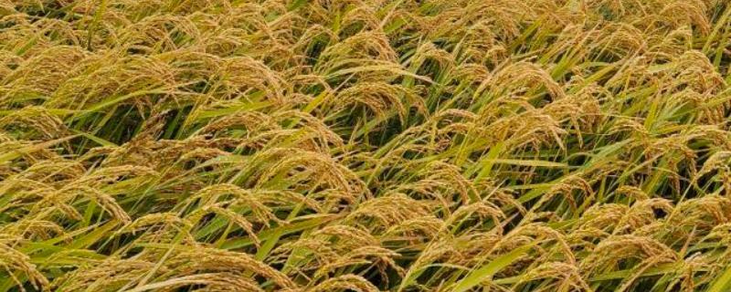 绥粳30水稻的简介,从出苗到成熟需要135天左右