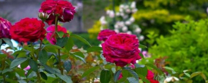 月季花花径超过15厘米的品种，有风中玫瑰、丰花等