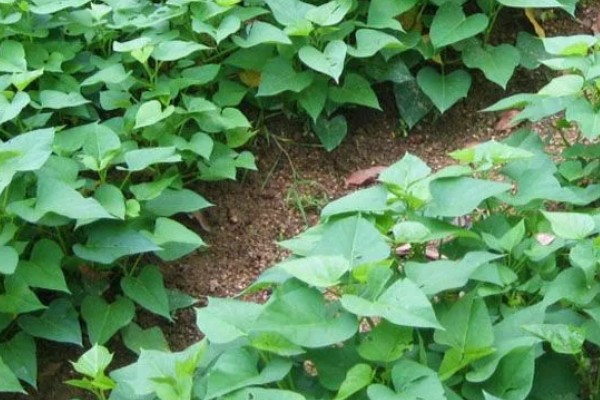 红苕尖怎样种植,生长过程中一定要追施肥料