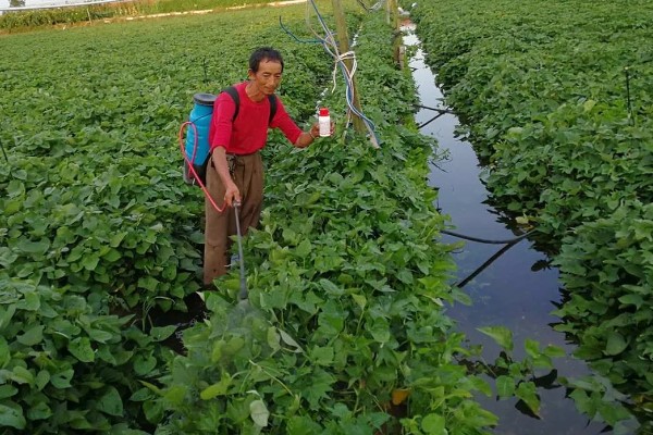 红苕尖怎样种植,生长过程中一定要追施肥料