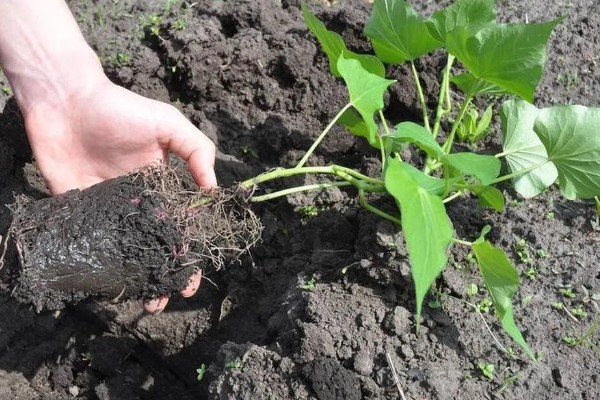 红苕尖怎样种植,生长过程中一定要追施肥料