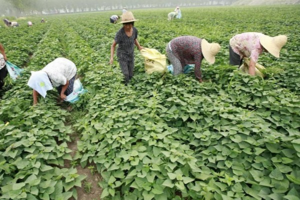 红苕尖怎样种植,生长过程中一定要追施肥料