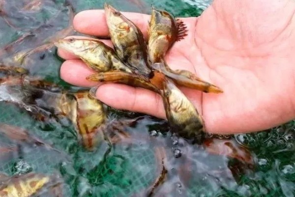 鳜鱼苗如何养，吃食期间打开辅助刺激进食