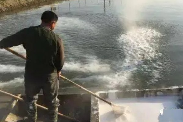 鳜鱼苗如何养，吃食期间打开辅助刺激进食