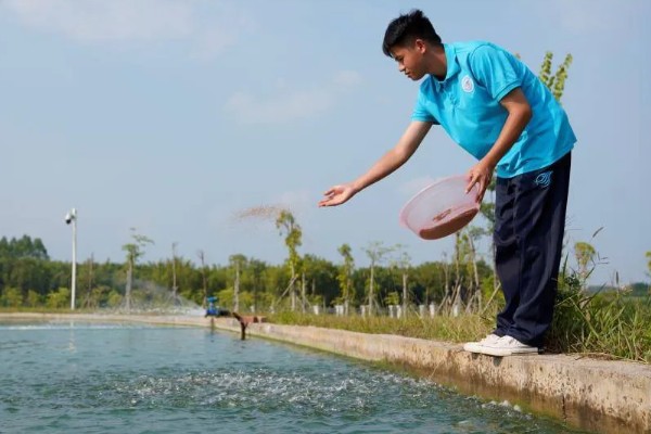 鳜鱼苗如何养，吃食期间打开辅助刺激进食