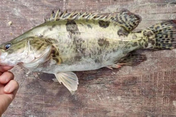 鳜鱼苗如何养，吃食期间打开辅助刺激进食