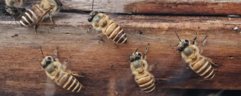 侦查蜂喜欢哪种颜色，最喜欢的颜色是黄色
