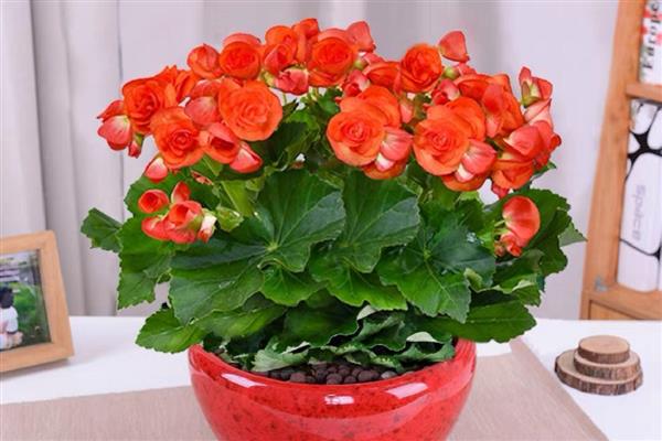 玫瑰海棠的开放次数，室内养护一年可以开放两次