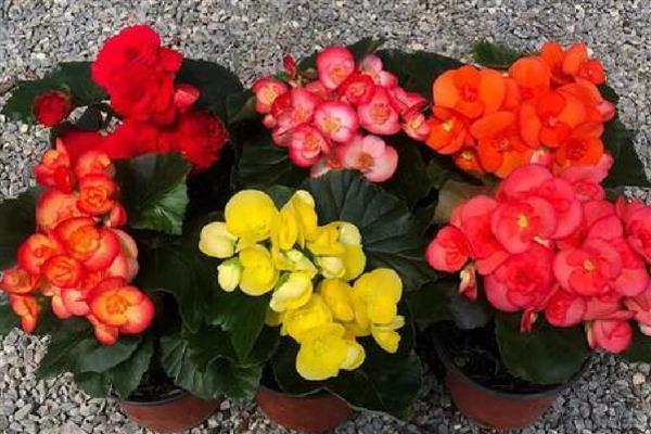 玫瑰海棠的开放次数，室内养护一年可以开放两次