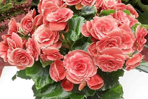 玫瑰海棠的开放次数，室内养护一年可以开放两次