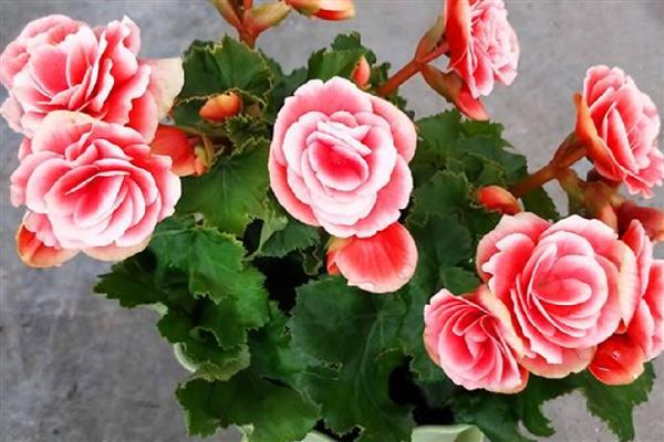 玫瑰海棠的开放次数，室内养护一年可以开放两次