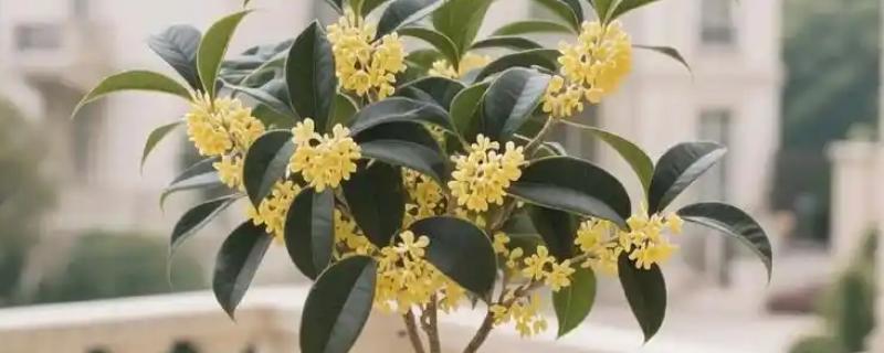 桂花怎么修剪才能多开花，把过长枝、老枝、病枝全部剪除