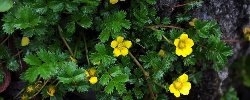 蕨麻如何种植，适宜种植在肥力充足的土壤上