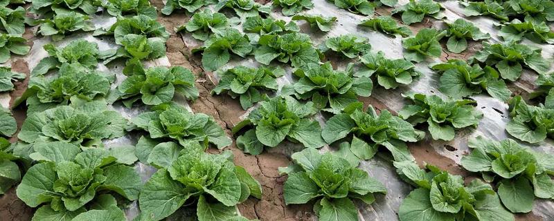 秋季大白菜的种植方法，在立秋前后播种