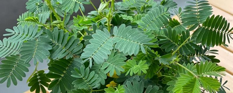 含羞草怕不怕晒，喜光不怕晒