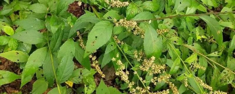 奇蒿简介，是多年生草本植物