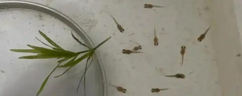 怎么养孔雀鱼幼崽，温度控制在24度到28度