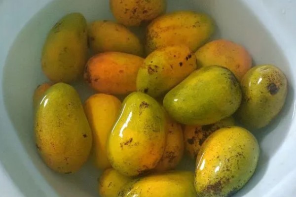 芒果炭疽病如何防治，开花期可喷洒克菌丹