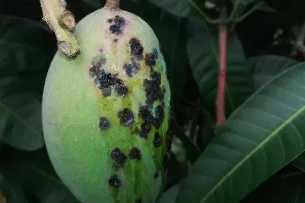 芒果炭疽病如何防治，开花期可喷洒克菌丹