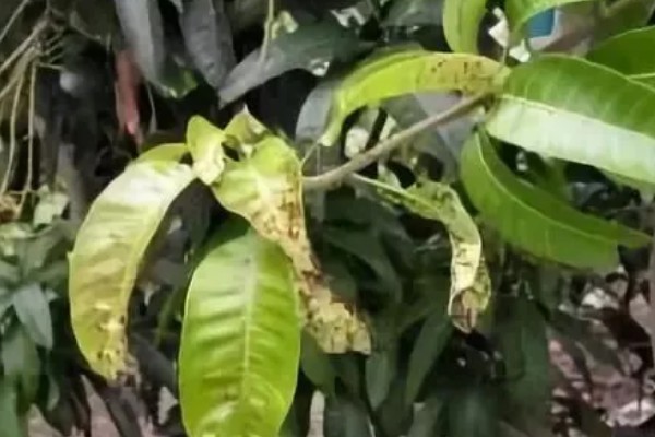 芒果炭疽病如何防治，开花期可喷洒克菌丹