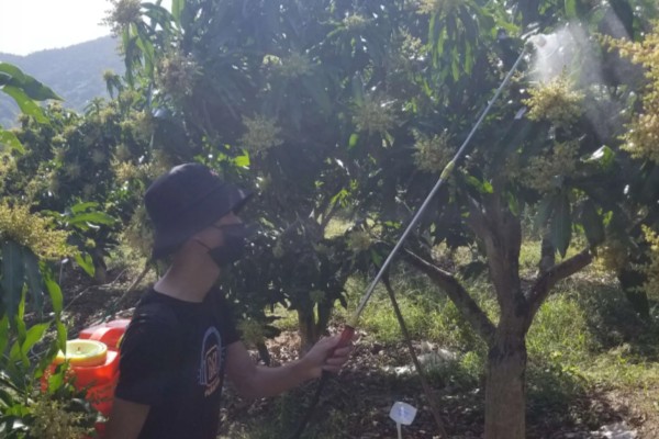 芒果炭疽病如何防治，开花期可喷洒克菌丹