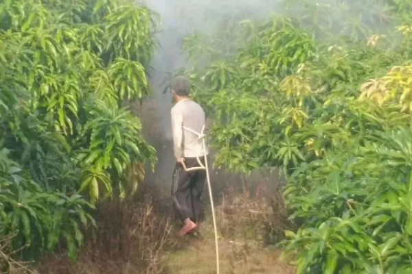 芒果炭疽病如何防治，开花期可喷洒克菌丹