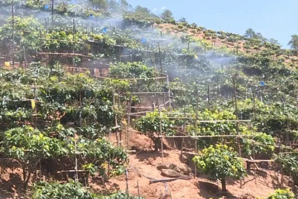 芒果炭疽病如何防治，开花期可喷洒克菌丹