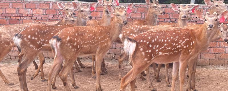 梅花鹿喜欢吃什么，以树、树芽、农作物等为食