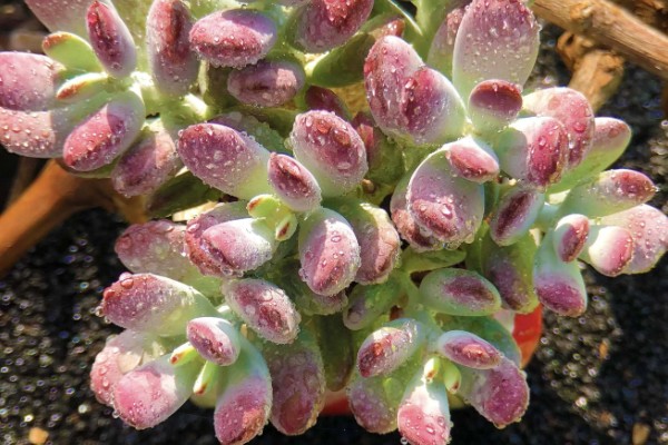 福娘多肉叶子为什么干瘪脱落，可能是强光暴晒所致