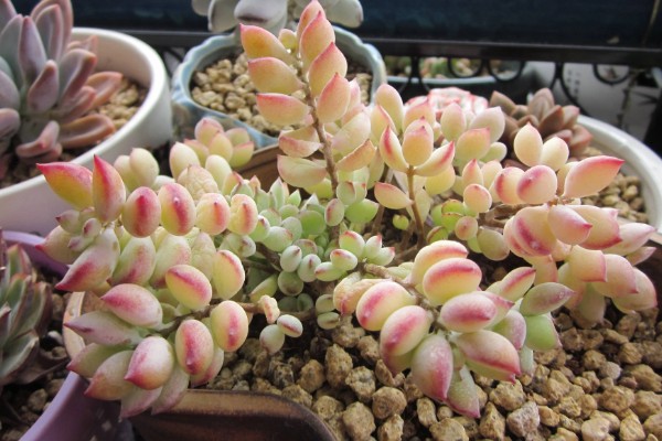 福娘多肉叶子为什么干瘪脱落，可能是强光暴晒所致