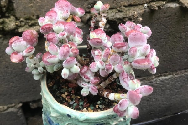 福娘多肉叶子为什么干瘪脱落，可能是强光暴晒所致