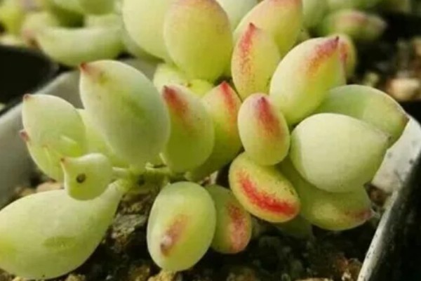 福娘多肉叶子为什么干瘪脱落，可能是强光暴晒所致